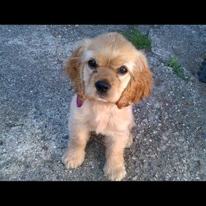 Meet your Posher, Sofia