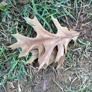 Meet your Posher, Fabienne