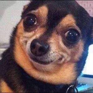 Meet your Posher, Liz