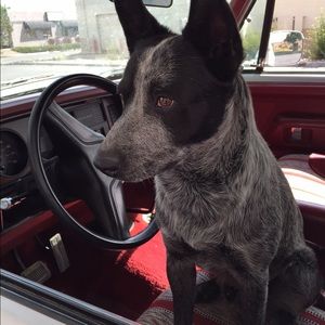 Meet your Posher, Sterling