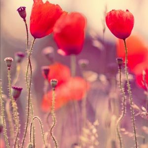 Meet your Posher, Linda