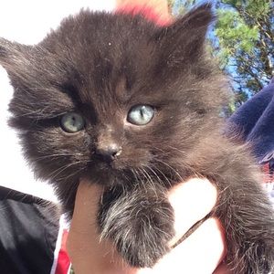 Meet your Posher, Chelsea