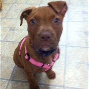 Meet your Posher, Cara