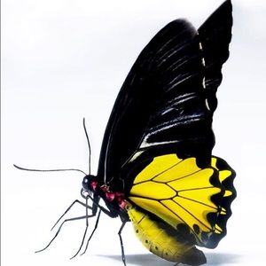 Meet your Posher, Zulma