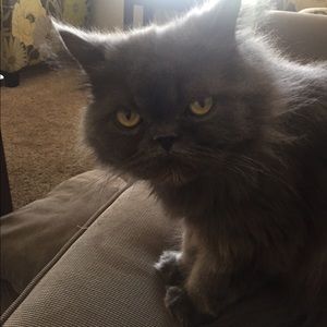 Meet your Posher, Brittany