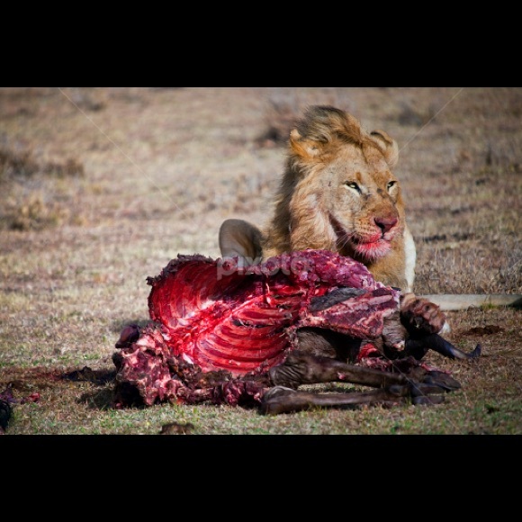 Meet your Posher, Kevin