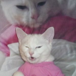 Meet your Posher, Nicki