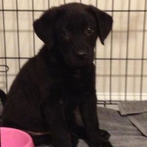 Meet your Posher, Caroline