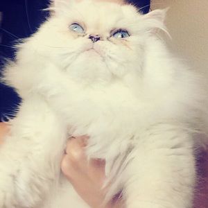 Meet your Posher, Jenny