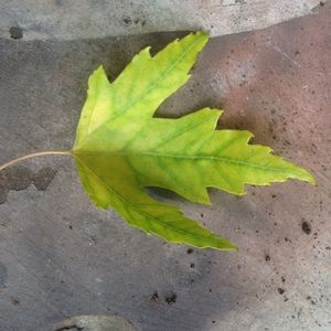 Meet your Posher, Lara