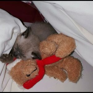 Meet your Posher, Constance