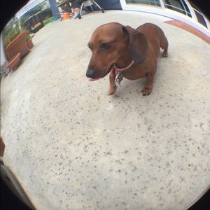 Meet your Posher, Izzy