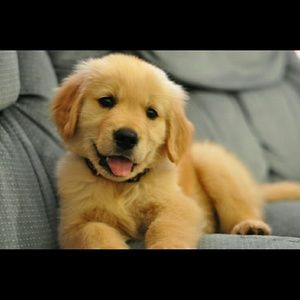 Meet your Posher, Taalyr