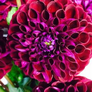 Meet your Posher, Teresa