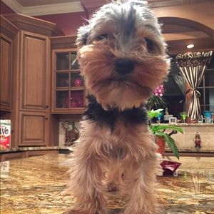 Meet your Posher, Lauren