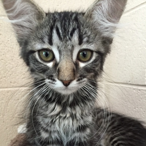 Meet your Posher, Rachel - Picture 1 of 1