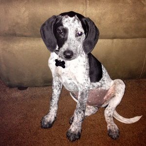 Meet your Posher, Joe