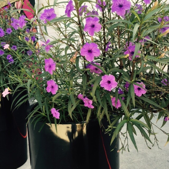 Meet your Posher, Cynthia - Picture 1 of 1