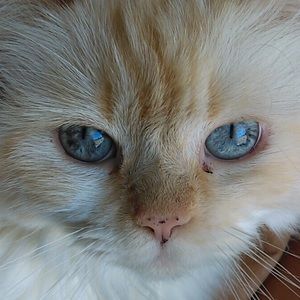 Meet your Posher, Ariana