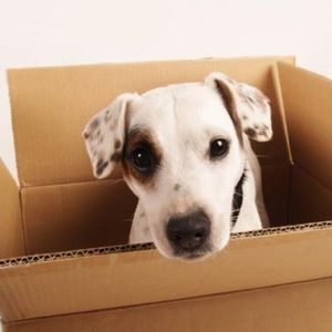 🎉Checkout my New Closet @Chiciship!!!🎉