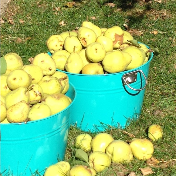 Meet your Posher, Leah - Picture 1 of 1