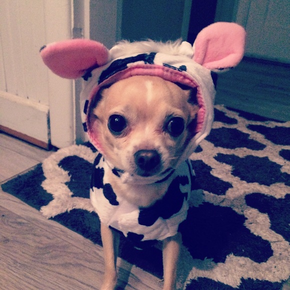 Meet your Posher, Haeley - Picture 3 of 4