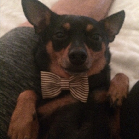 Meet your Posher, Haeley - Picture 4 of 4