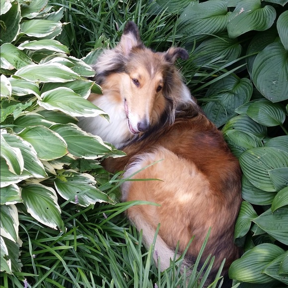 No trades..no PayPal ..reasonable offers accepted - Picture 4 of 4