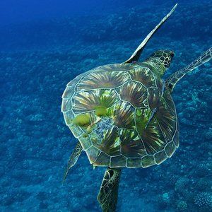 Meet your Posher, Ann