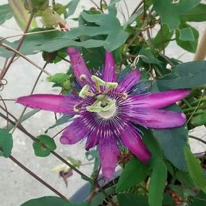 Meet your Posher, Audrey