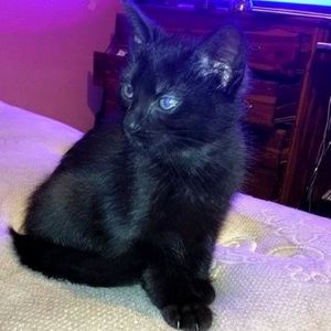 Meet your Posher, Angel