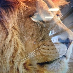 Meet your Posher, Gladys