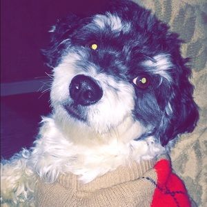 Meet your Posher, Riley