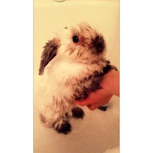 Meet your Posher, Carmen