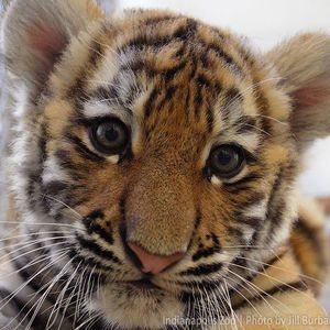 Meet your Posher, Dawn