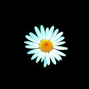 Meet your Posher, Hollis