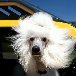 Meet your Posher, Gay