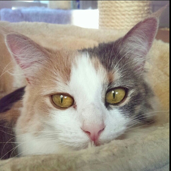 Meet your posher! - Picture 2 of 4