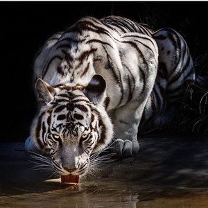 Meet your Posher, Diego