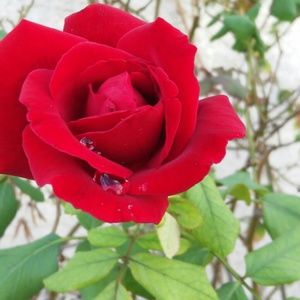 Meet your Posher, Gwenevire