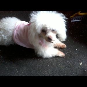 Meet your Posher, Alina