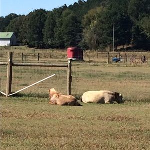 Meet your Posher, Sue