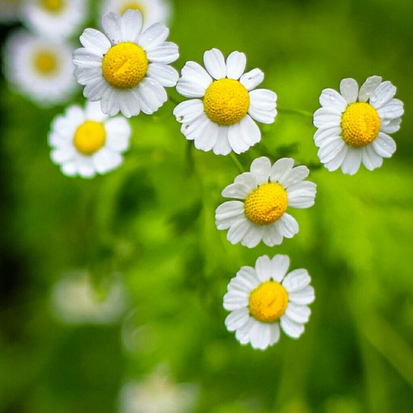 Meet your Posher, Elena