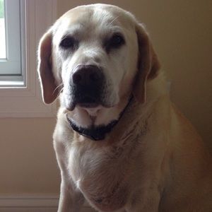 Meet your Posher, Wendy