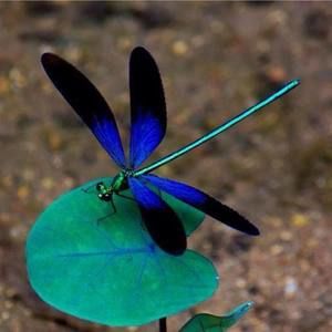 Meet your Posher, Jill