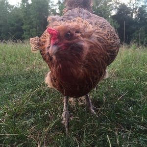 Meet your Posher, Amy