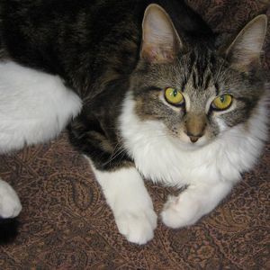 Meet your Posher, Ann