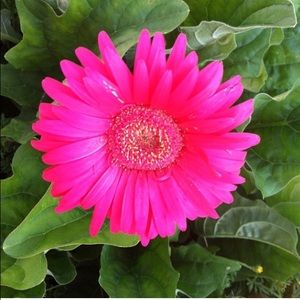 Meet your Posher, Tanya