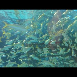 Meet your Posher, Misha