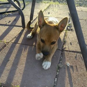 Meet your Posher, Samantha